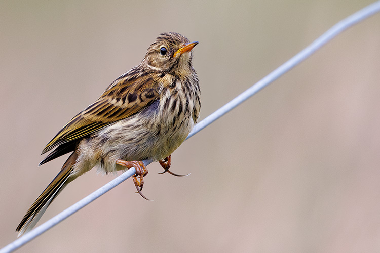 Anthus pratensis meadow pipit juvenile